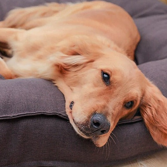Ultra-Soft Puppy Bed β Warm
